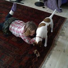 Glathåret foxterrier Tøssen * savnet og elsket *