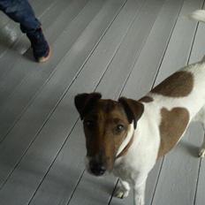 Glathåret foxterrier Tøssen * savnet og elsket *
