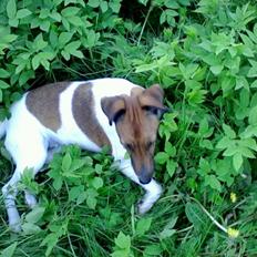 Glathåret foxterrier Tøssen * savnet og elsket *