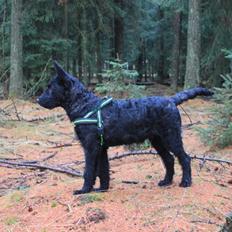 Hollandsk hyrdehund Tucker