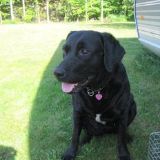 Blanding af racer Daisy