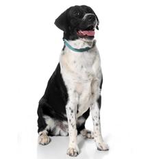 Blanding af racer Futte