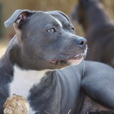 Staffordshire bull terrier Svea