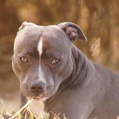 Staffordshire bull terrier Svea