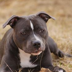 Staffordshire bull terrier Svea