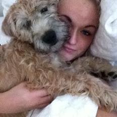 Soft-coated wheaten terrier Lulu