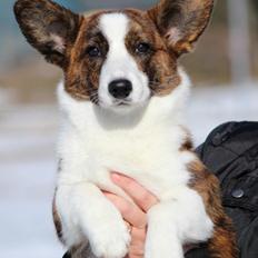 Welsh corgi cardigan Rosie