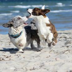 Welsh corgi cardigan Rosie