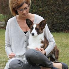 Welsh corgi cardigan Rosie