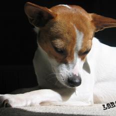 Blanding af racer Lady