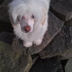 Chinese crested powder puff Bai