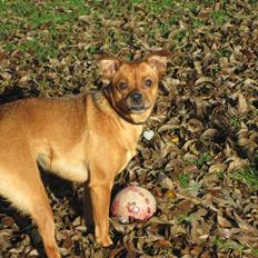 Blanding af racer Bella Vista <3