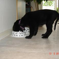 Flat coated retriever Tanima Flatcoats Bumble Bee | Beah
