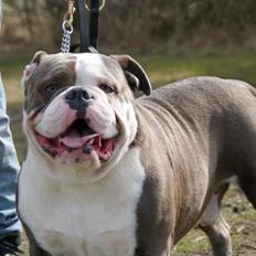Olde english bulldogge Magnum von Frankenstein