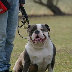 Olde english bulldogge Magnum von Frankenstein