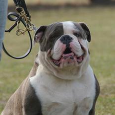 Olde english bulldogge Magnum von Frankenstein