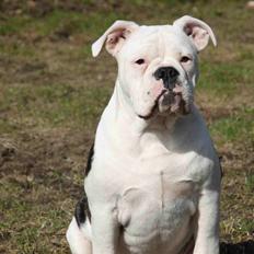 Olde english bulldogge Jaycee / Lindèns Madame Terror