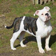 Olde english bulldogge Jaycee / Lindèns Madame Terror