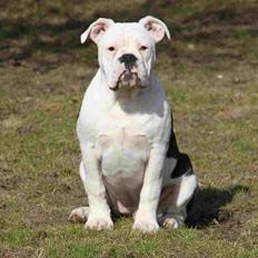 Olde english bulldogge Jaycee / Lindèns Madame Terror