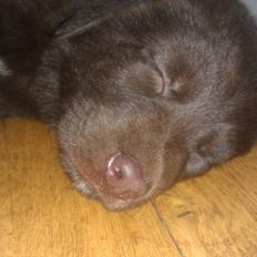 Blanding af racer Asmund