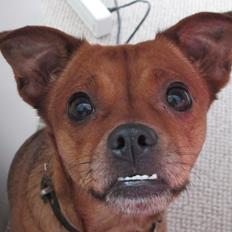 Blanding af racer Bella Vista <3