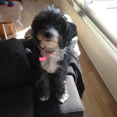 Chinese crested powder puff Cookie