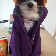 Chinese crested powder puff Cookie