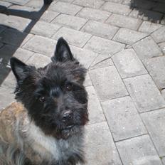 Cairn terrier Rollo