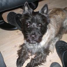 Cairn terrier Rollo