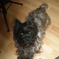 Cairn terrier Rollo