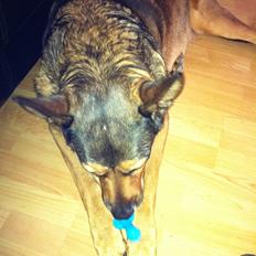 Blanding af racer schæfer/rottweiler