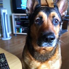 Blanding af racer schæfer/rottweiler