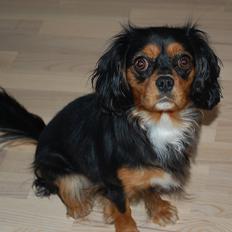 King charles spaniel Angie