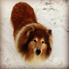 Collie langhåret Blanca