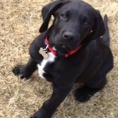 Blanding af racer Louie