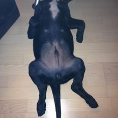 Blanding af racer Louie