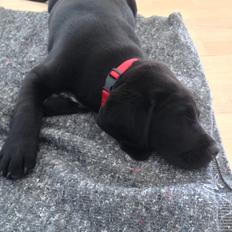 Blanding af racer Louie