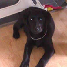 Labrador retriever Malikka