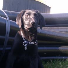 Labrador retriever Malikka