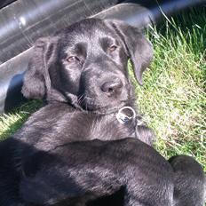 Labrador retriever Malikka