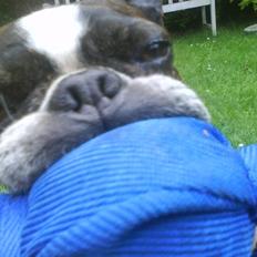 Boston terrier Osvald (RIP) (skatten)