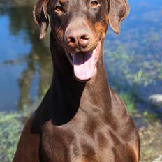 Dobermann Serbian Star V Masterhof