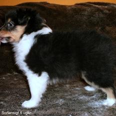 Shetland sheepdog Ziva (Kræmer's Viola Dark Jewel)