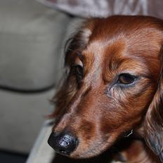 Miniature gravhund Hermann (babyen) (RIP)