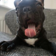 Fransk bulldog Dexter
