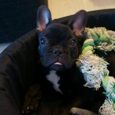 Fransk bulldog Dexter