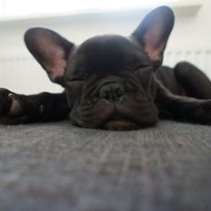 Fransk bulldog Dexter