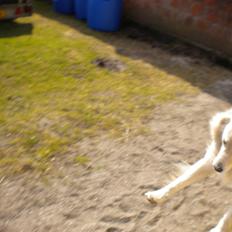 Blanding af racer Max <3