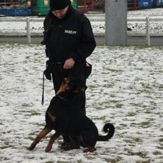 Rottweiler Von Hause luna´s Phillip