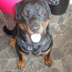 Rottweiler Von Hause luna´s Phillip